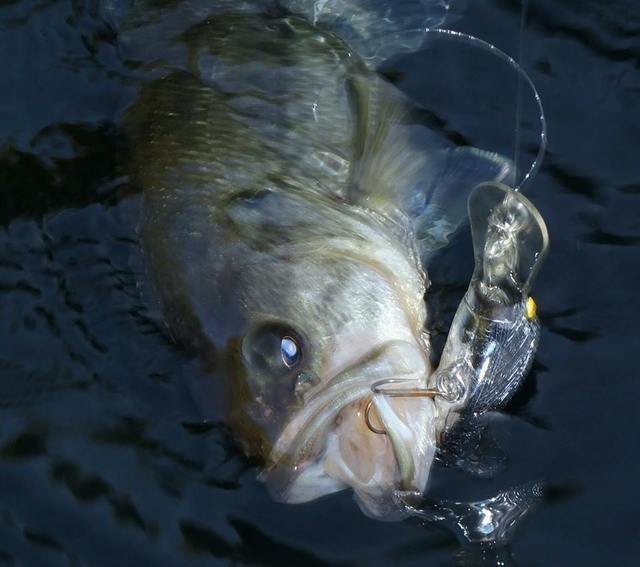見えバス　釣り方