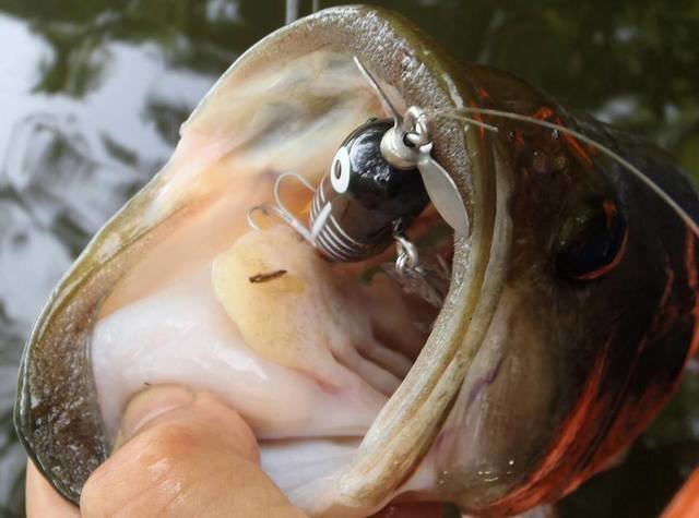 見えバス　テクニック