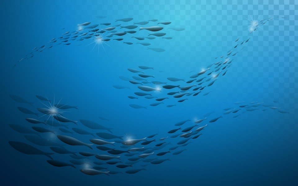 魚　群れ