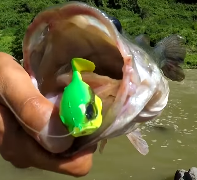 バス ルアー 写真