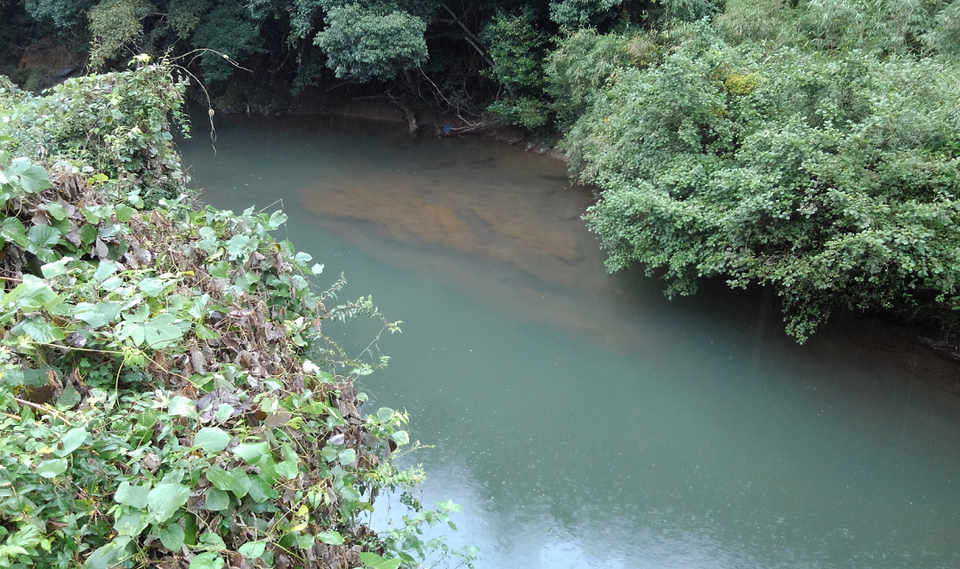 木　水面　写真