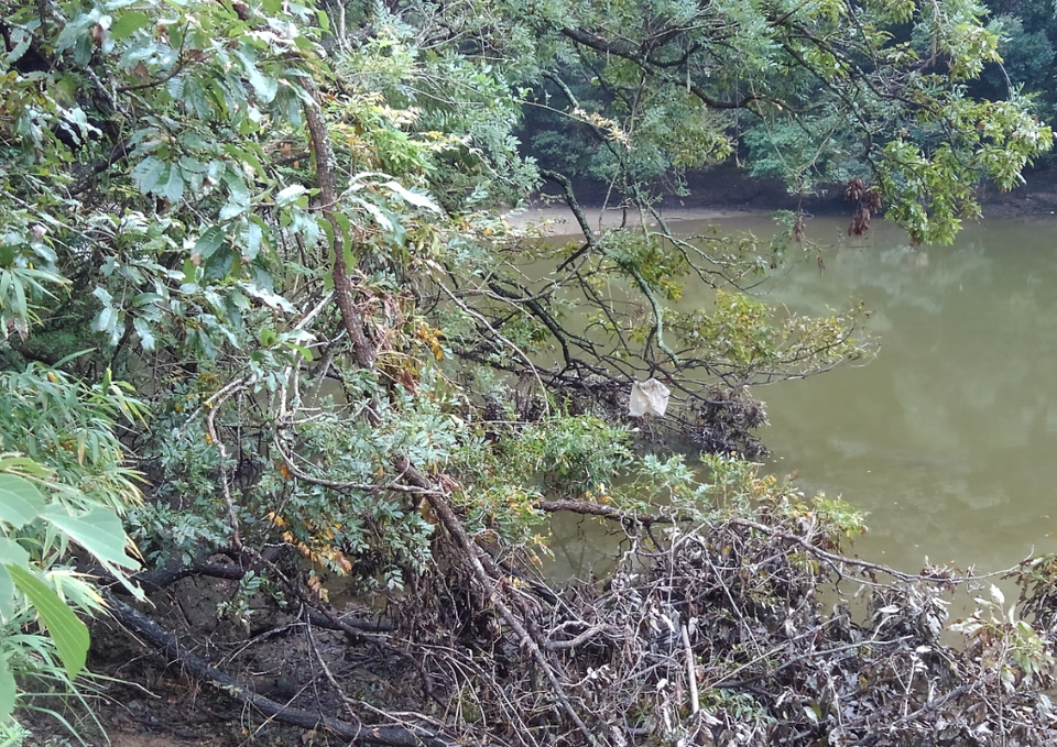 木　水面　写真