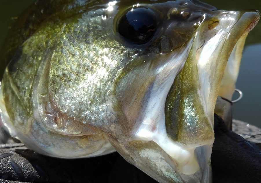 澄んできた水中をチェックしてみよう！大雨の後の濁りが取れた水の中には興味深いものがいっぱい！バスも見つけられるかな？