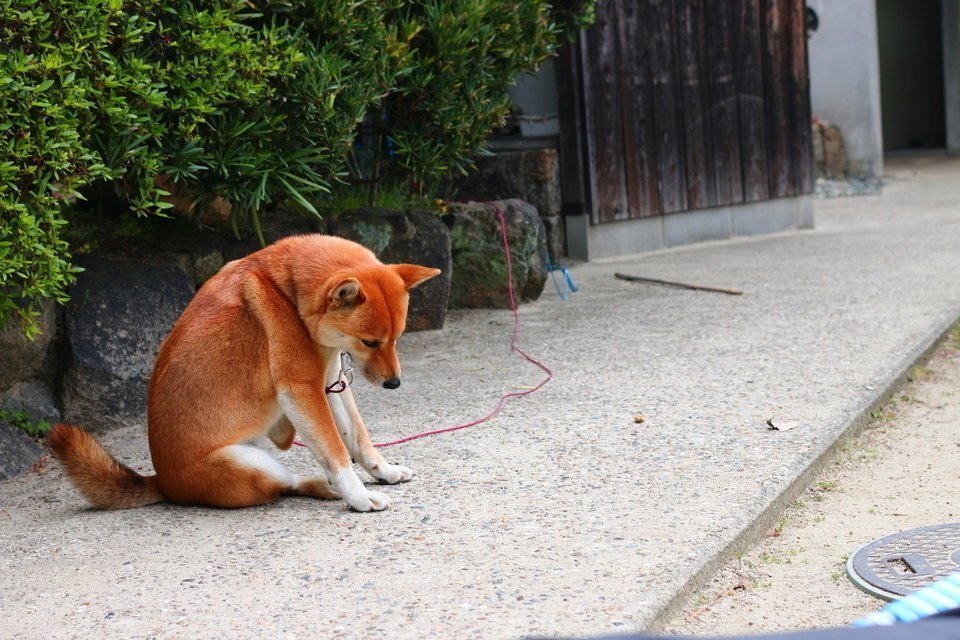 犬　悲しい　写真