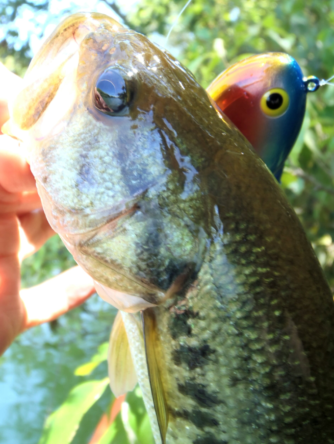 バス　ルアー　写真