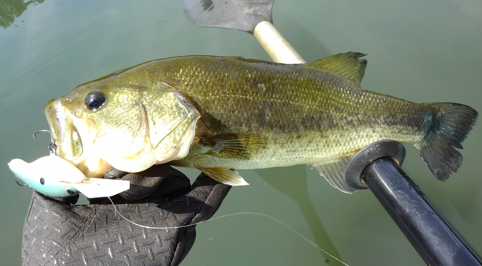 バス　ルアー　写真