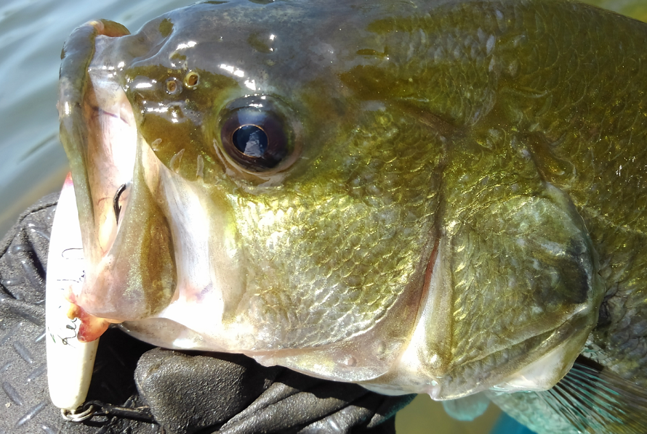 バス　ルアー　写真