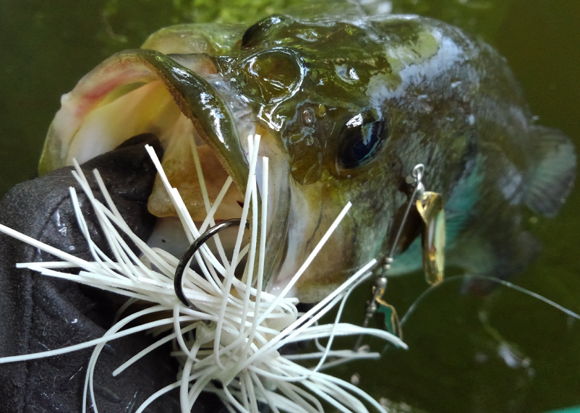 バス　ルアー　写真