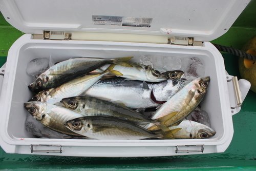 アジ　クーラーボックス　氷　写真