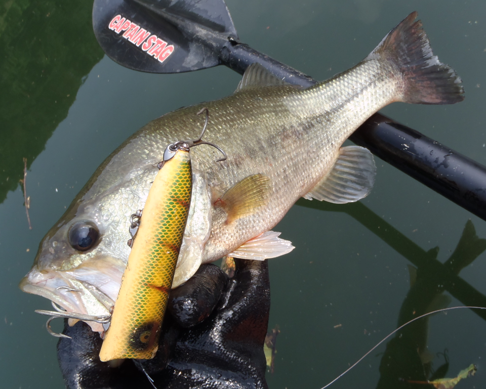 バス ルアー 写真