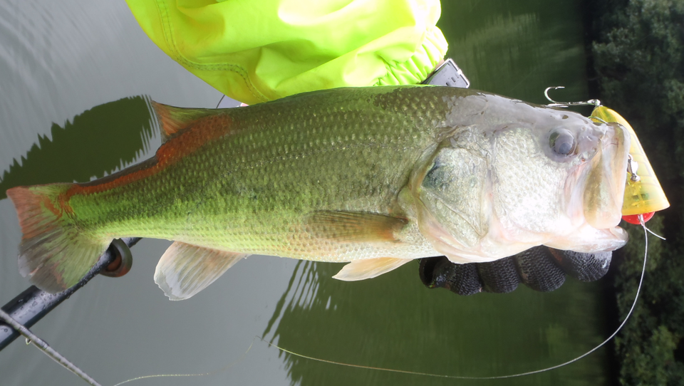 バス ルアー 写真