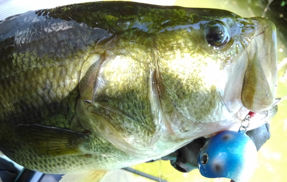 バス　ルアー　写真