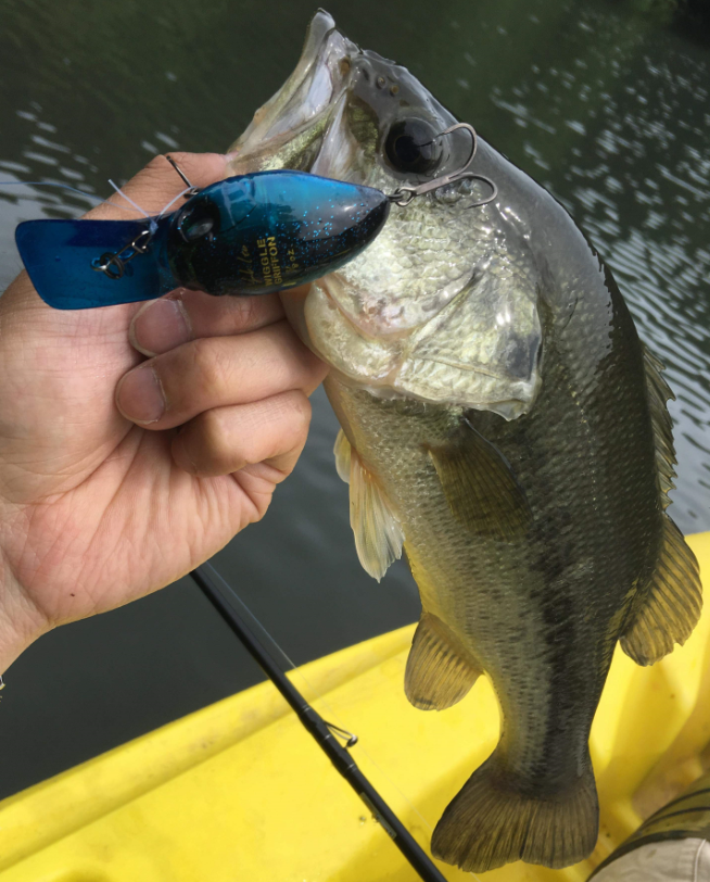 バス　ルアー　写真