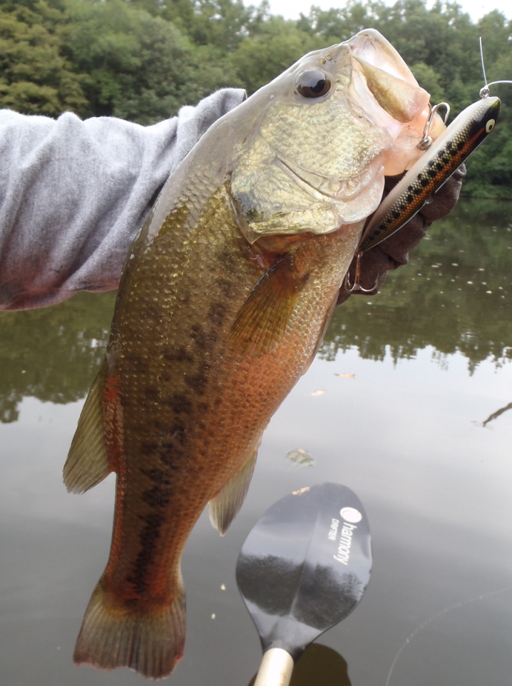 バス ルアー 写真