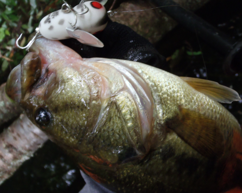 バス　ルアー　写真