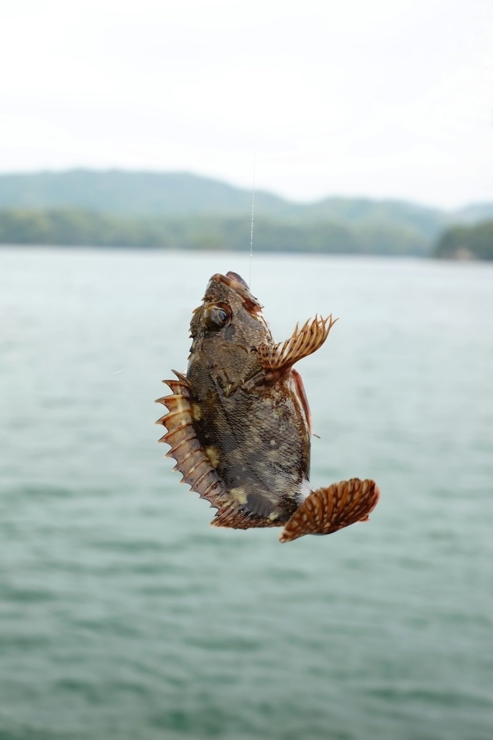 釣り　魚　アラカブ　カサゴ