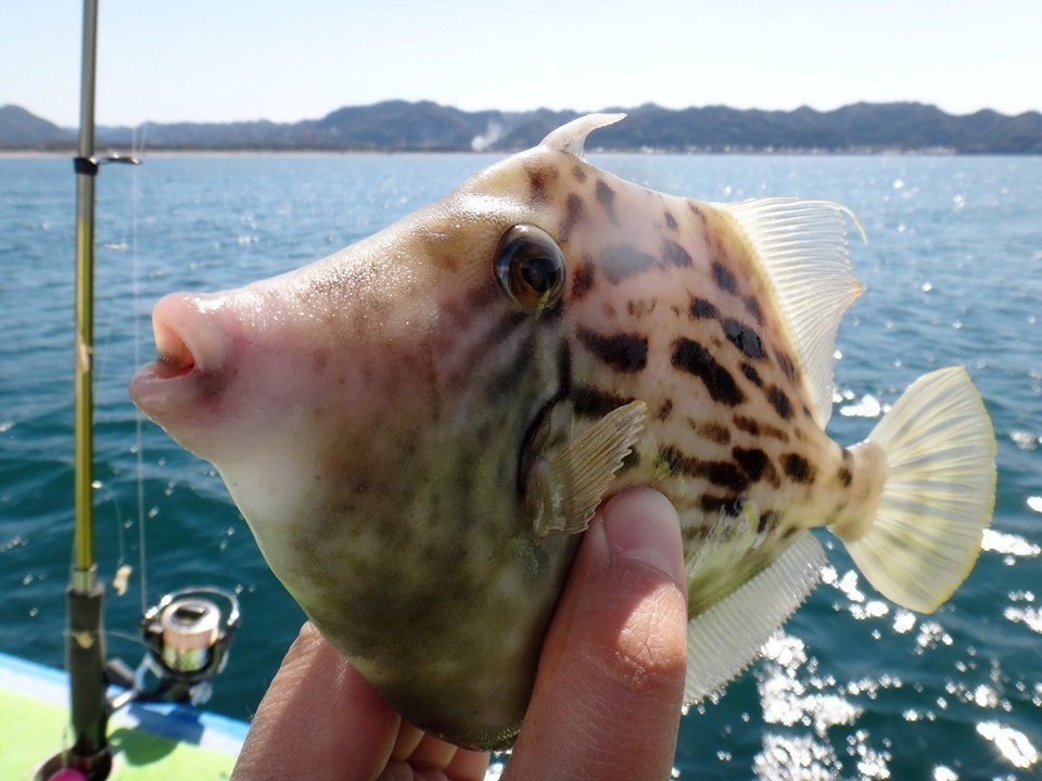 カワハギ　写真