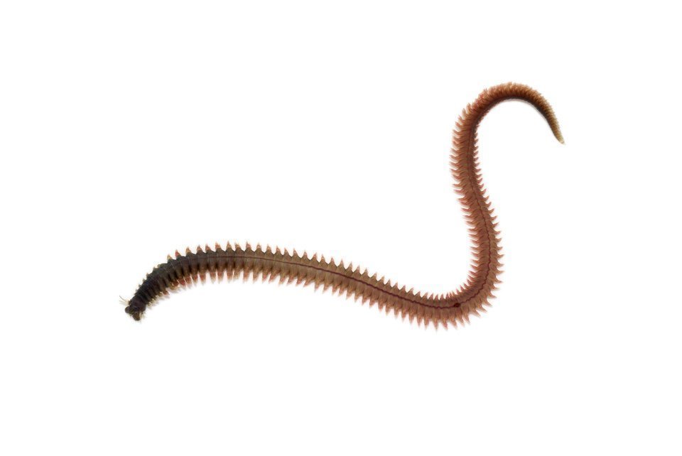 ゴカイ　釣り　虫　餌　魚釣り