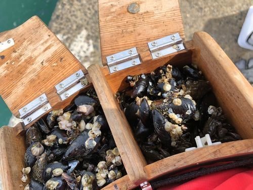 イガイ　餌箱　写真