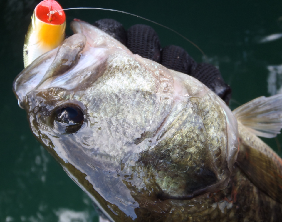 バス　ルアー　写真