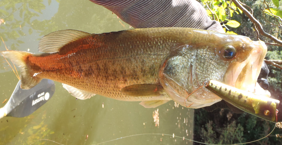 バス　ルアー　写真