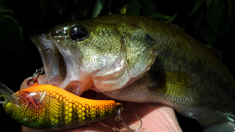 バス ルアー 写真