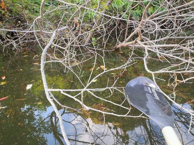 ブッシュ　バス