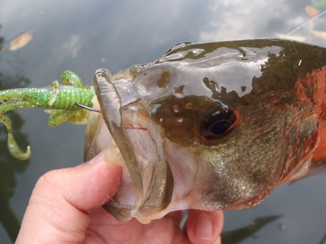 ワーム　ルアー　バス