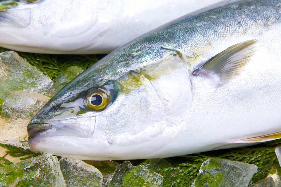 ブリ　魚　写真