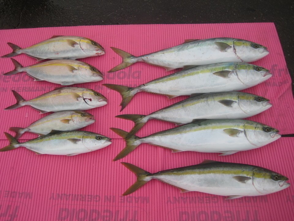 ブリ　爆釣　写真