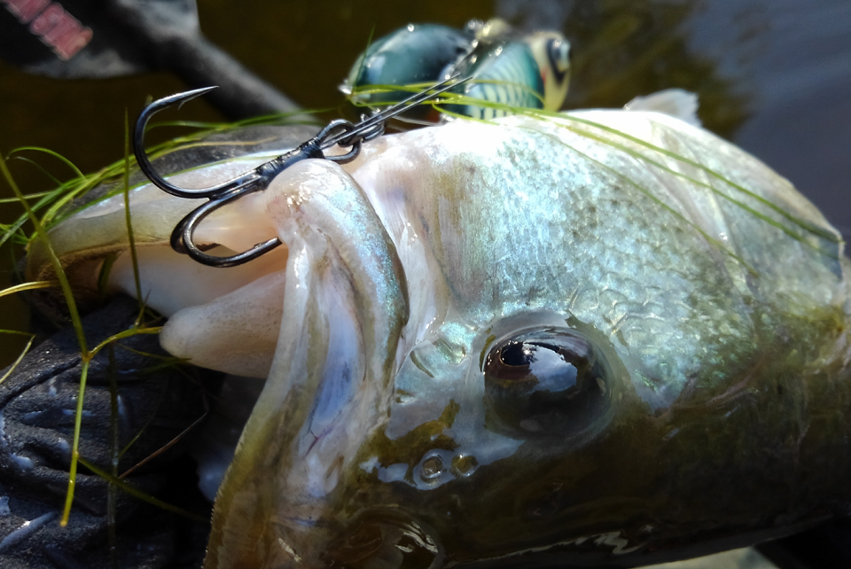 バス　フック　写真