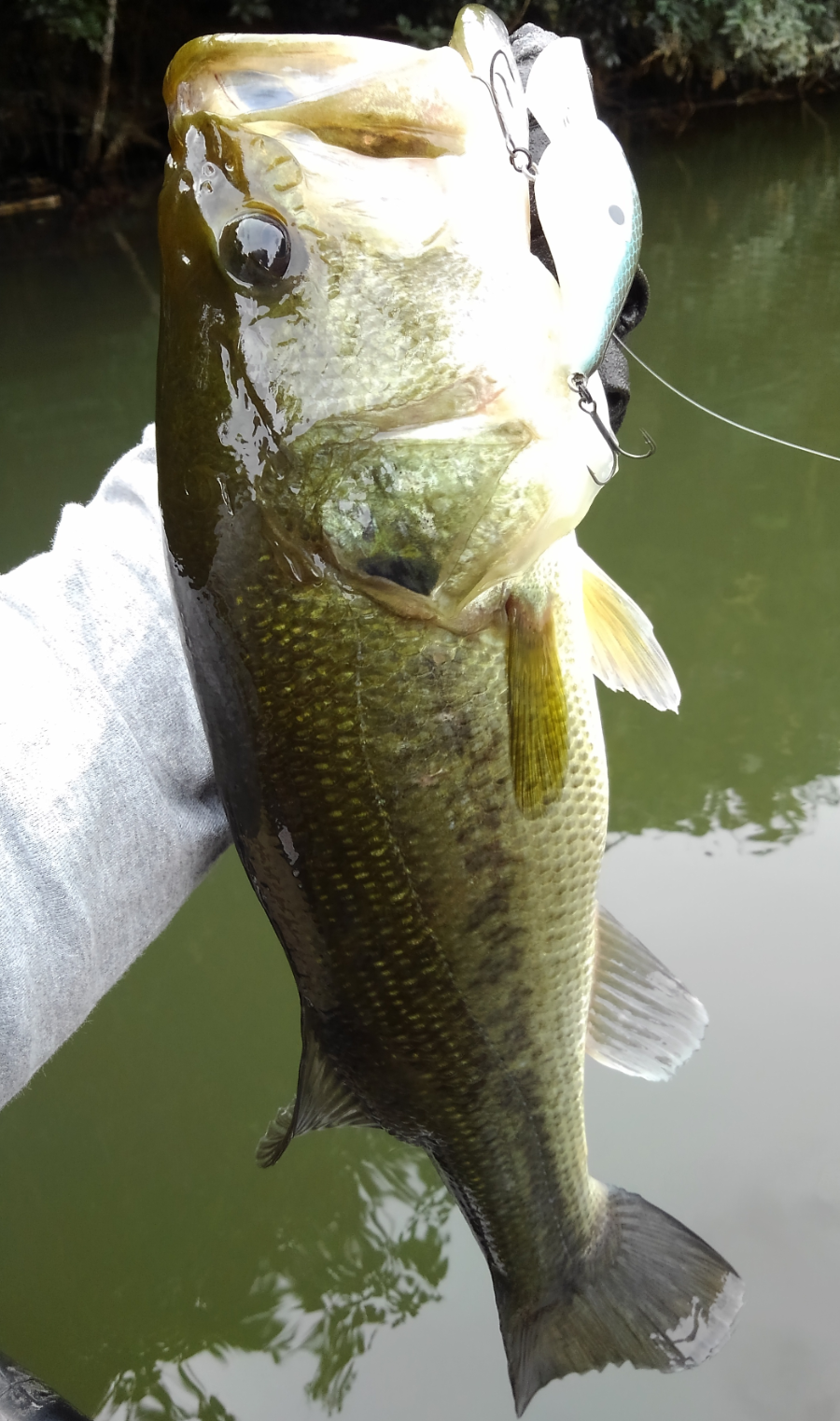 バス　ルアー　写真