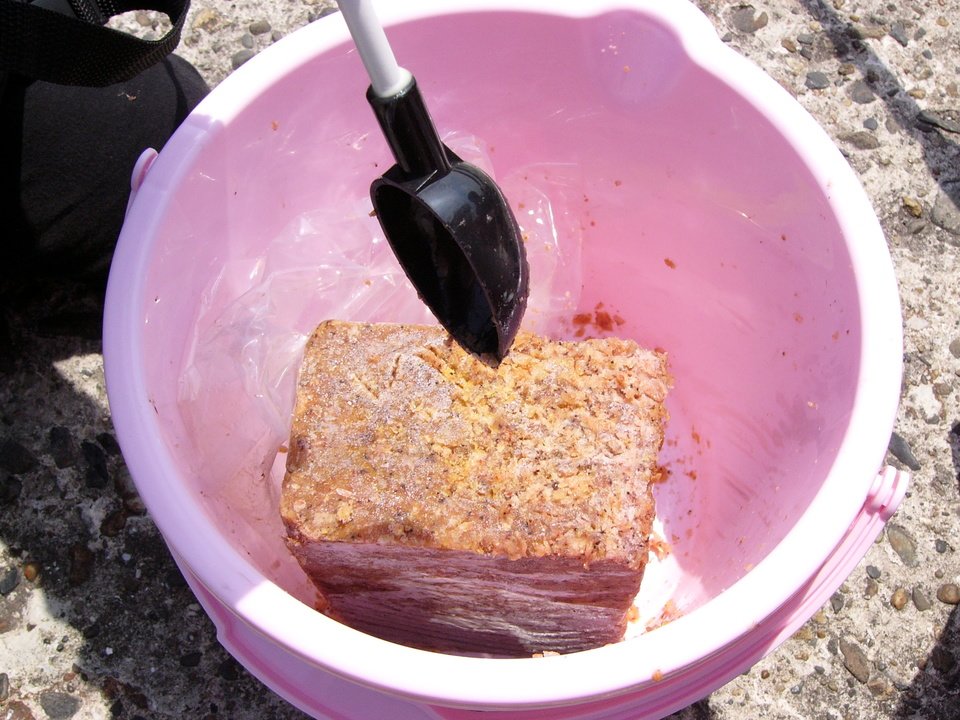 オキアミ　写真　釣り　餌　バケツ　冷凍