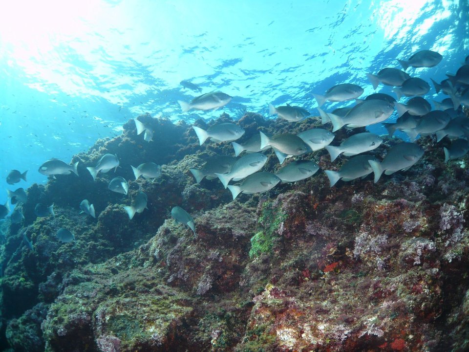 メジナ 写真 群れ 水中