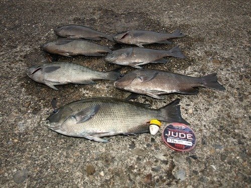 グレ　ハリス　写真