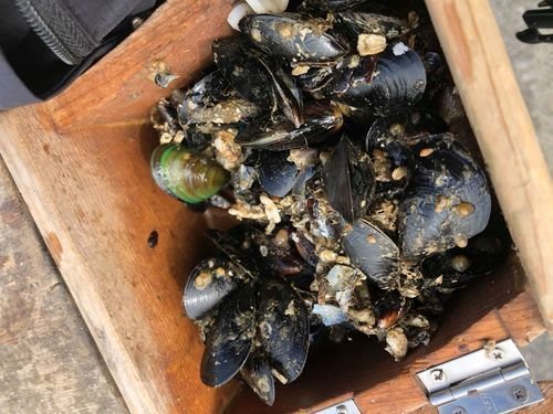 イガイ　餌箱　写真