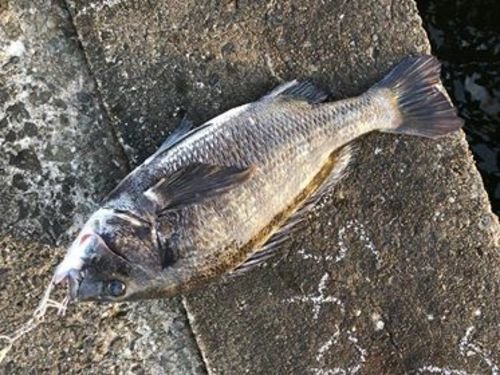 クロダイ　写真