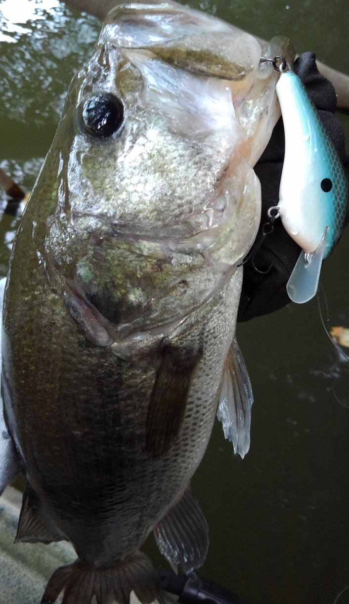 バス　ルアー　写真