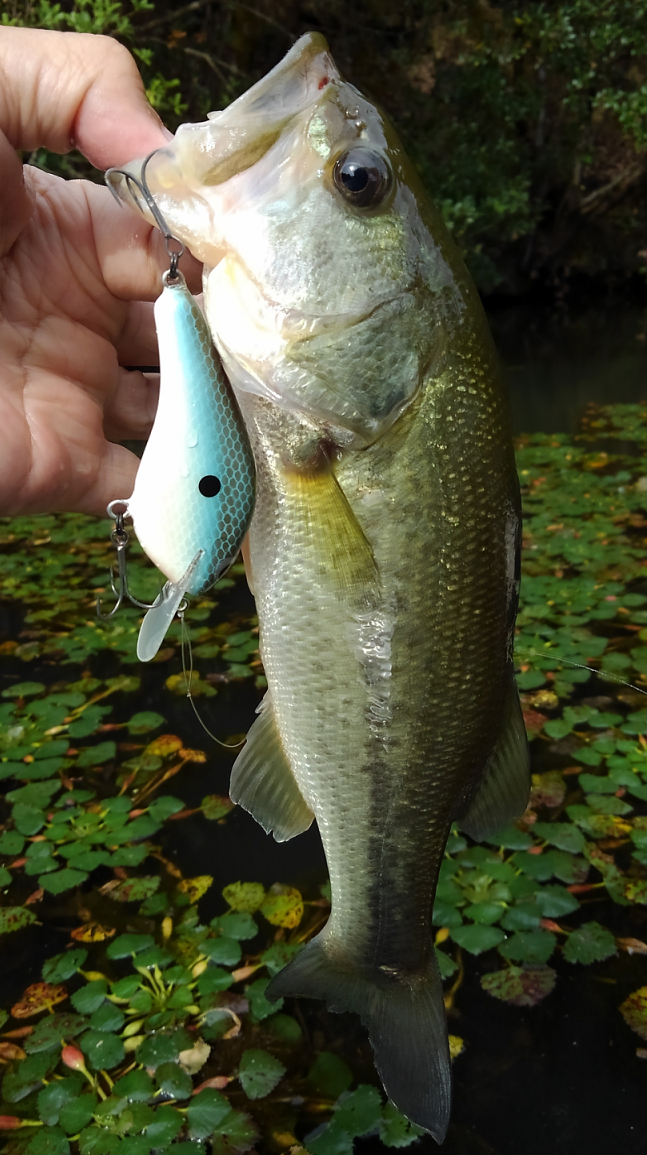 バス　ルアー　写真