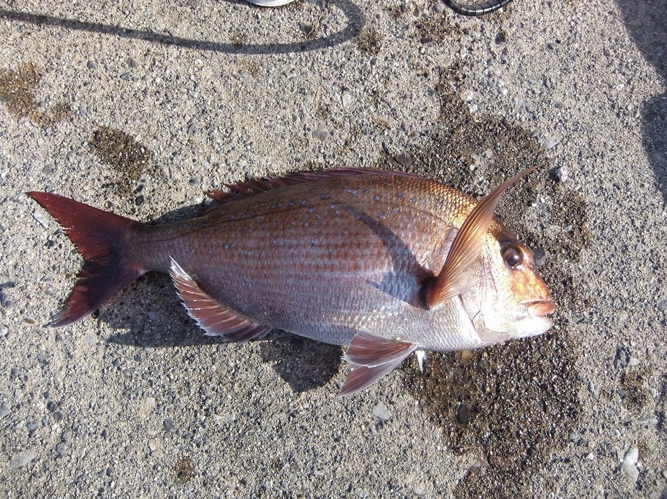 秋磯シーズン到来 秋磯では何を狙う 釣れる魚種も豊富な秋磯のターゲットはグレだけじゃありませんよ