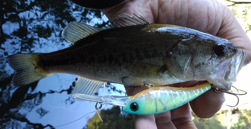 バス　ルアー　写真