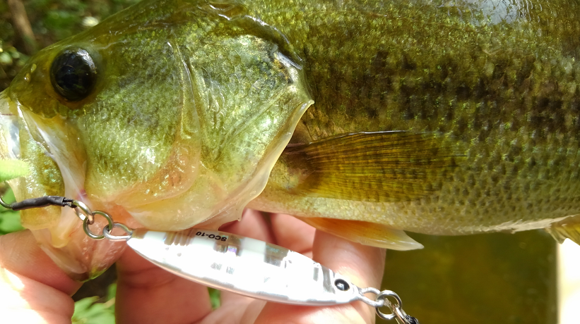 バス ルアー 写真