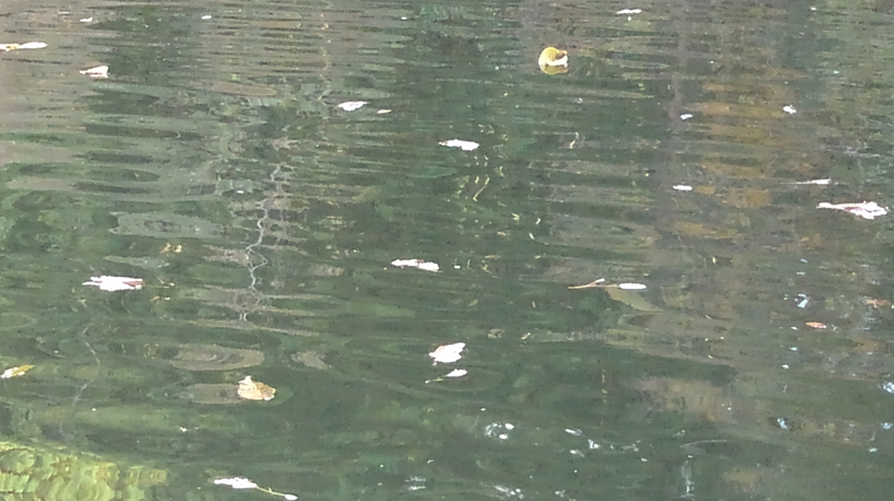 水面　波　写真