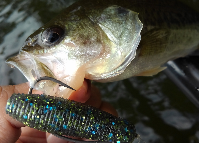 バス　ワーム　写真