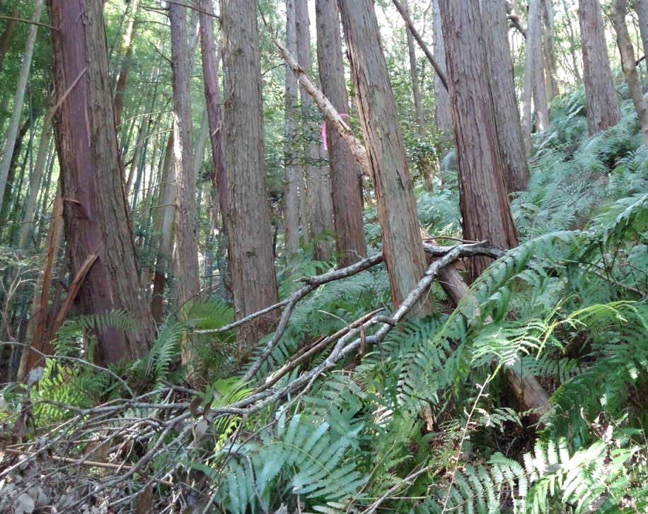 傾斜地　木　写真