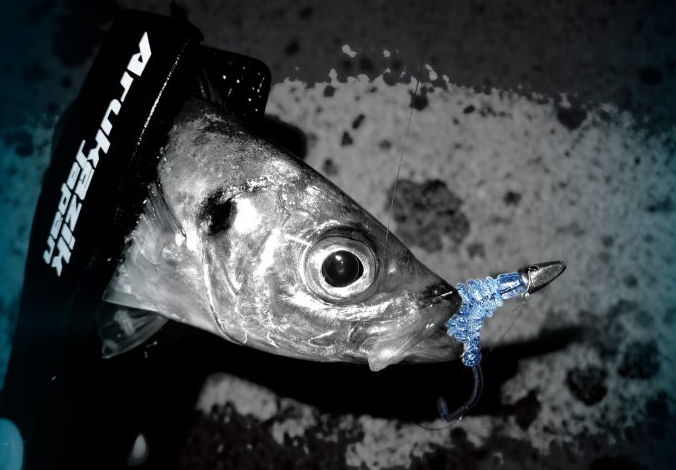 ワーム　魚　写真