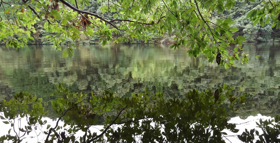 水面　枝　写真