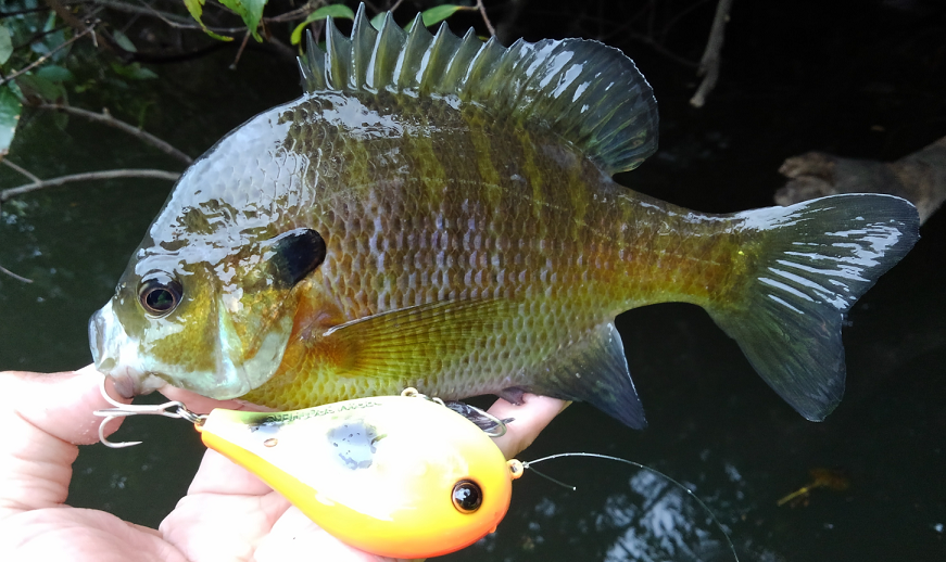 ギル　ルアー　写真