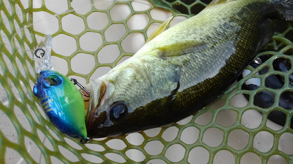 バス　ルアー　写真