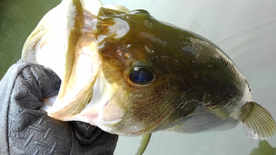 バス　グローブ　写真